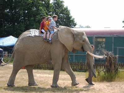 Elefantenritt zu Dritt